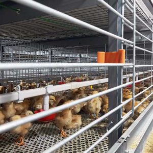 Pullet Chicken Cage